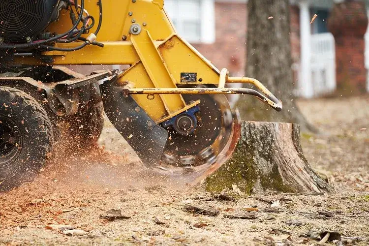 Stump removal service