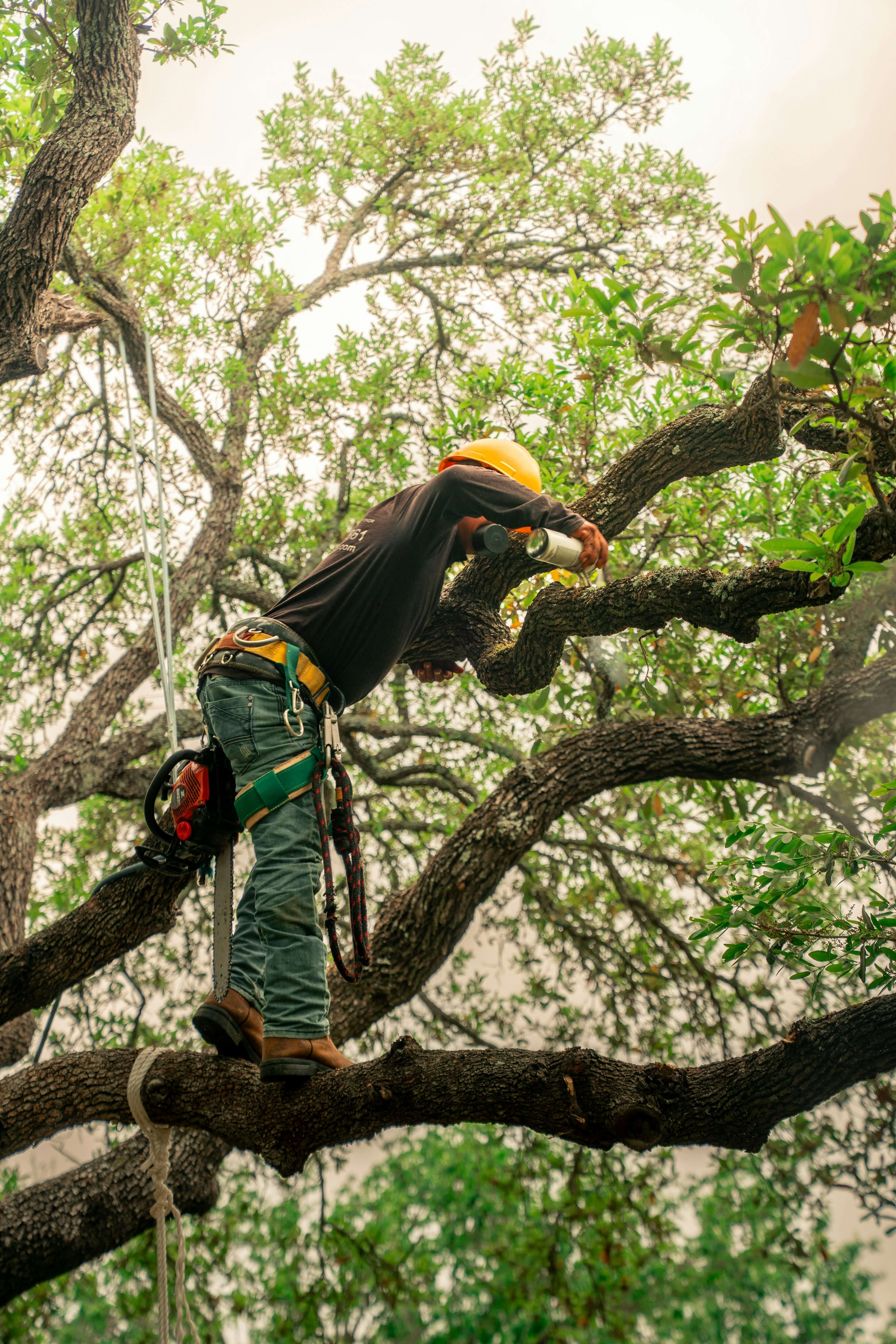 MAX Tree Service crew at work