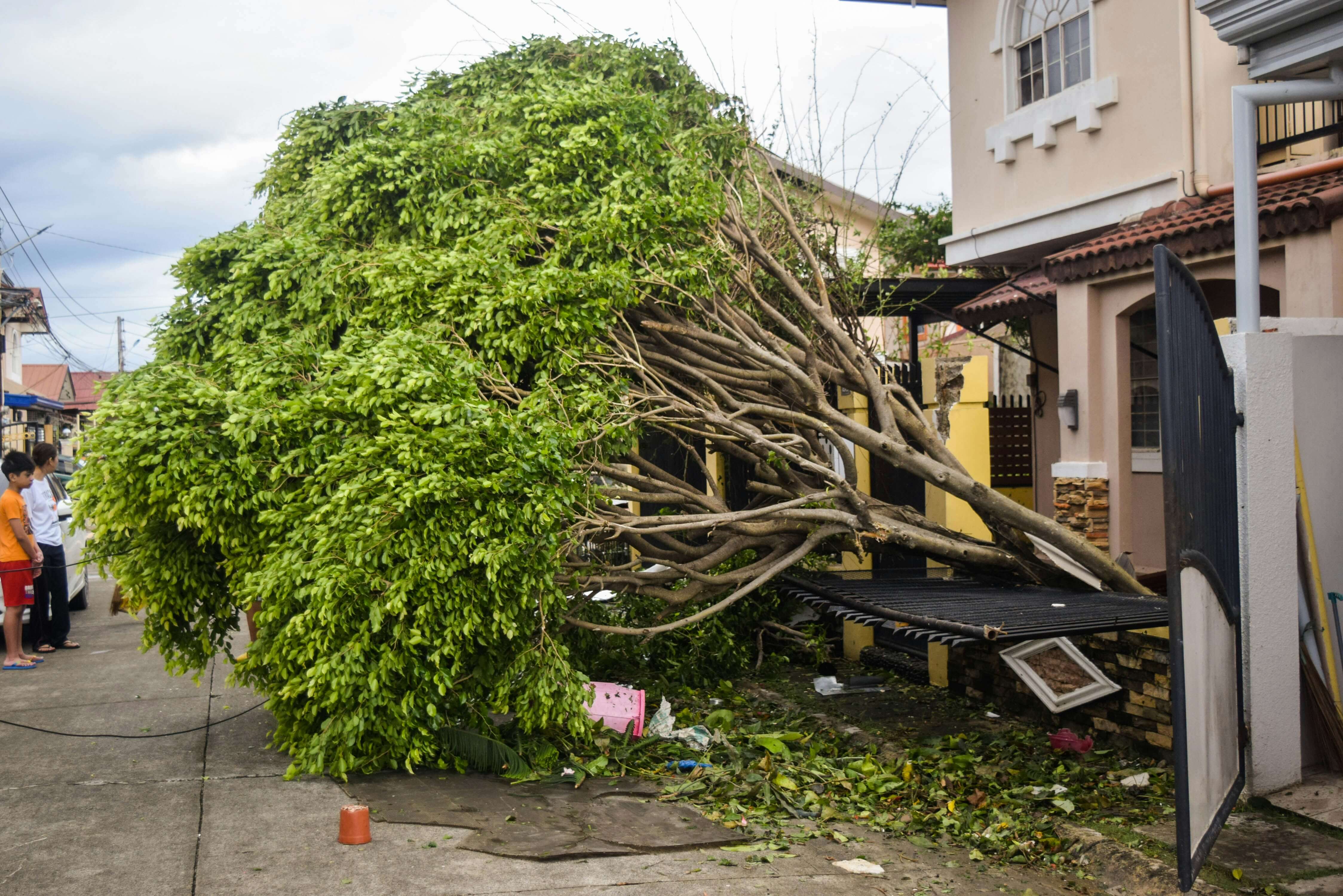 Emergency tree services
