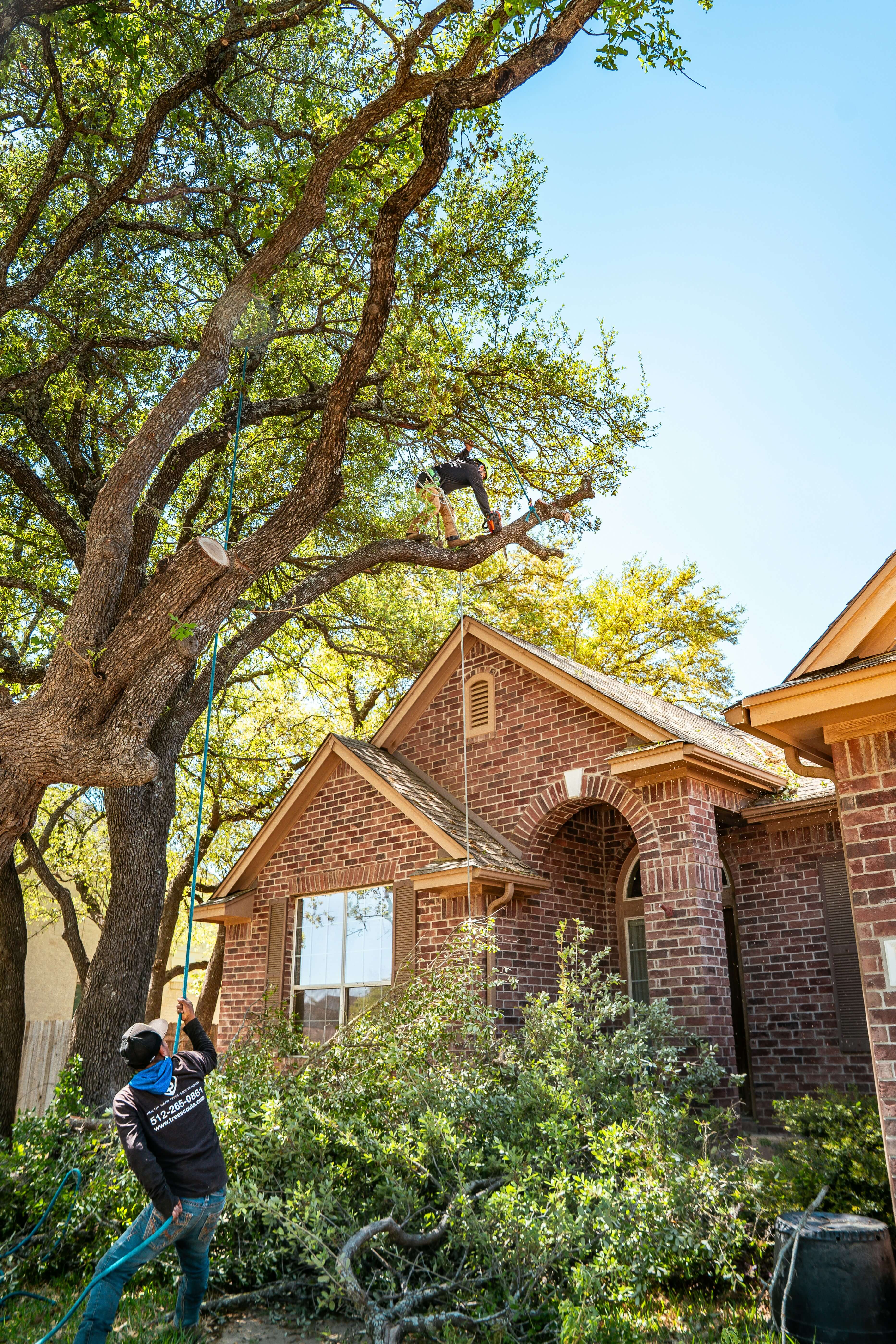 Tree removal service